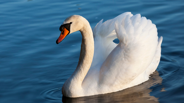 Swan in water