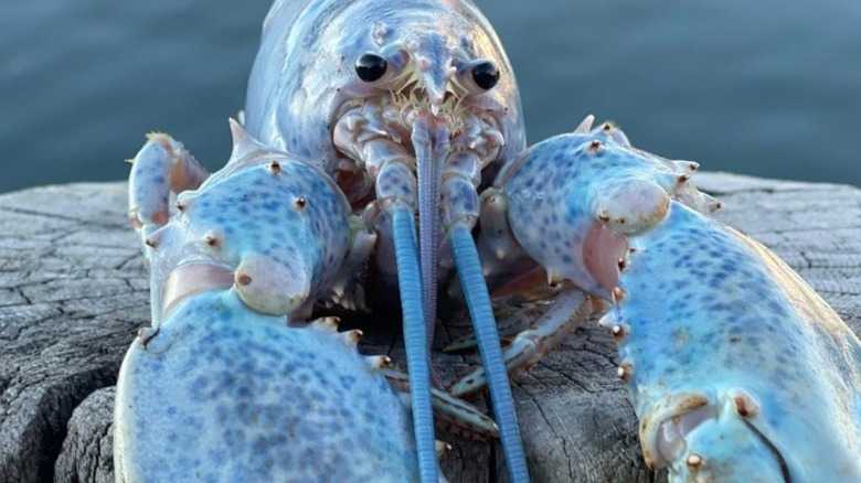 Cotton candy lobster