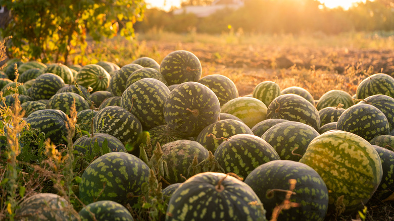 Watermelon field at sunset
