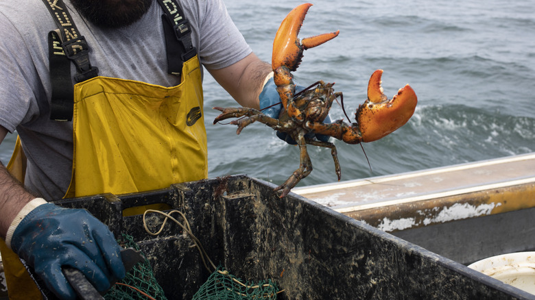 Fisherman holding live lobster