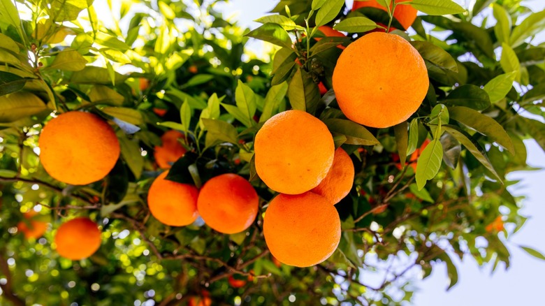 Oranges growing on a tree branch