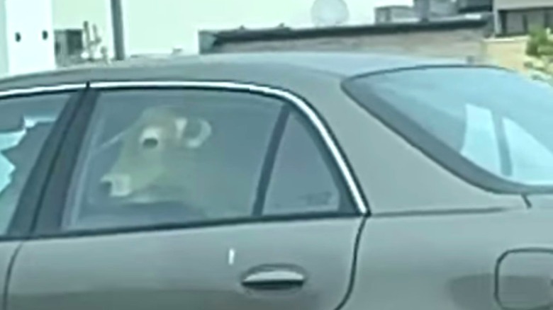 Cow inside car