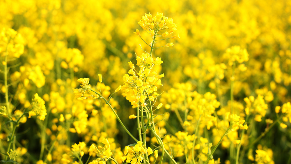 Canola plant or rapeseed plant