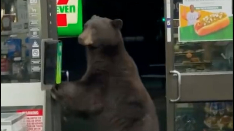 Bear using hand sanitizer station
