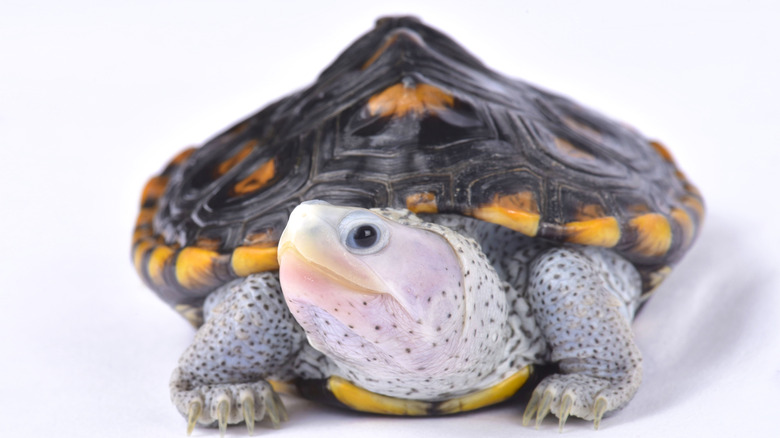 Diamondback terrapin showing profile