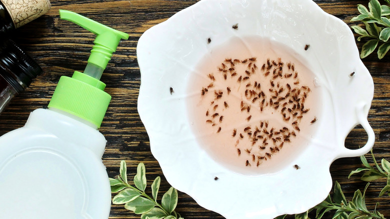 A trap for gnats made from a mixture of household liquids placed in a bowl.