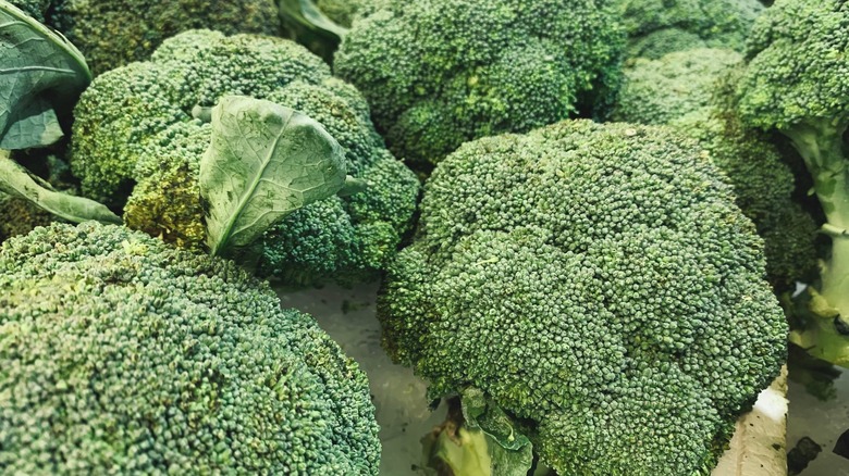 fresh broccoli