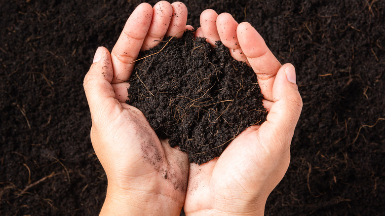 Handful of compost soil
