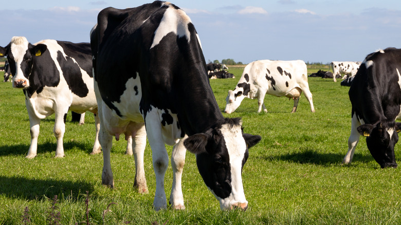 Cows eating grass in field