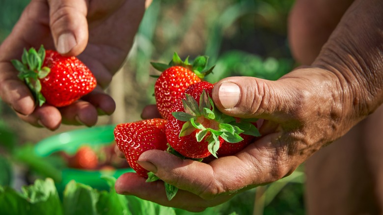 hands holding strawberries