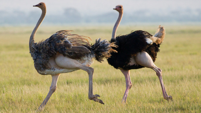 Wild ostriches walking in grass