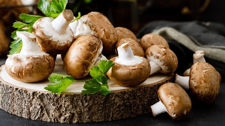 A gathering of mushrooms on a white background 