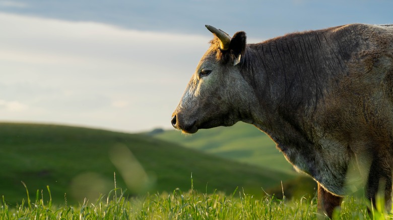 Bull in field