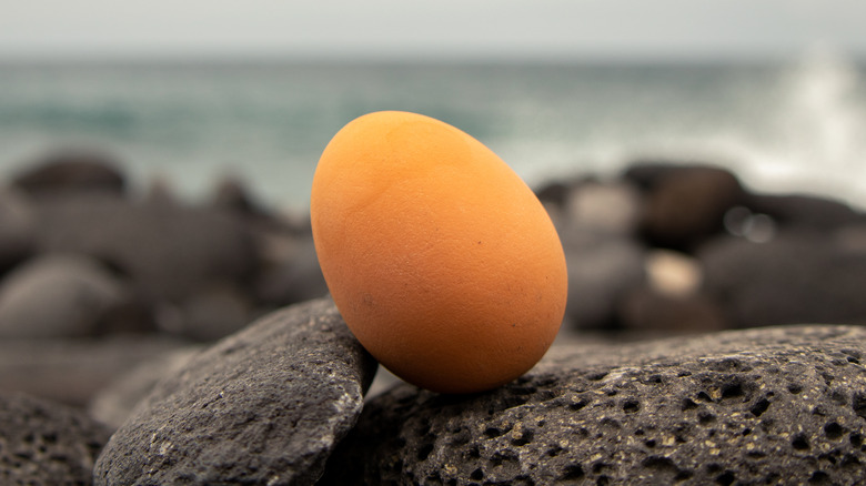 Brown egg on rocks by the sea