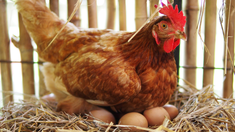 Chicken sitting on laid eggs