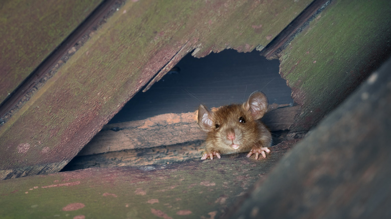 Rat peering out of hole in wall