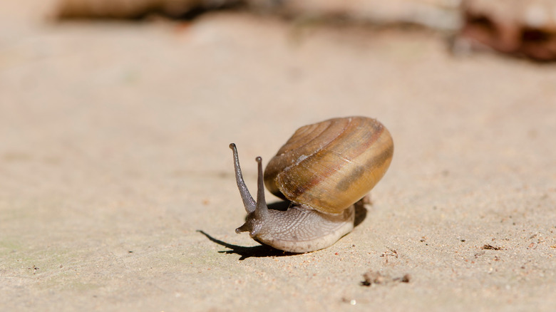 The Snail on a sidewalk