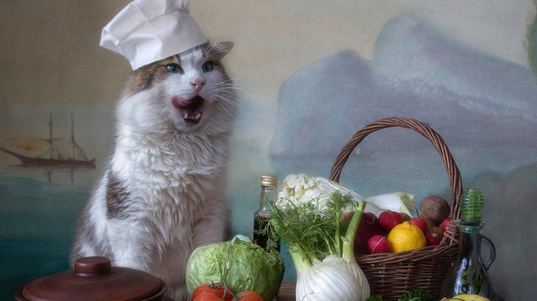 Cat chef with ingredients