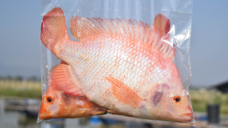 Tilapia in a bag on a tilapia farm