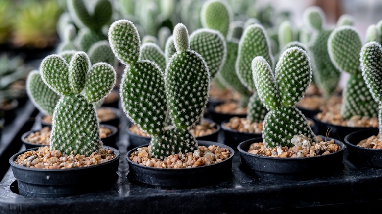 mini cactus plants