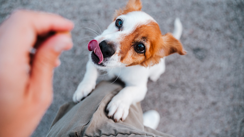 Dog begging for treats