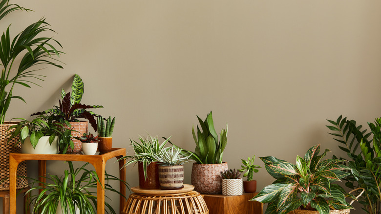 Interior home garden