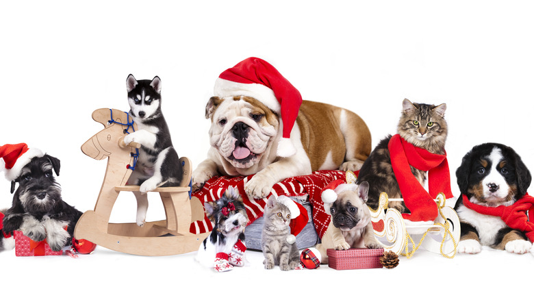Dogs and cats wearing red and Santa hats