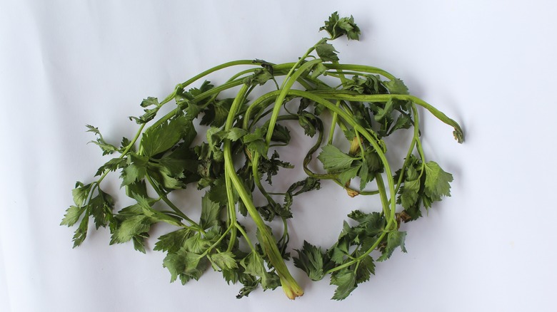 Wilted herbs