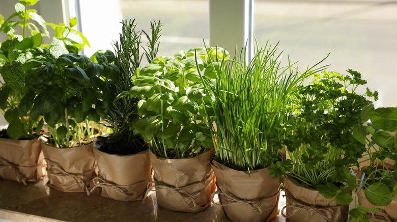 Potted fresh herbs lined up in a row