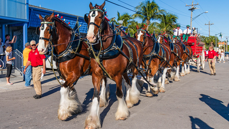 Clydesdale horses pulling the Budweiser wagon