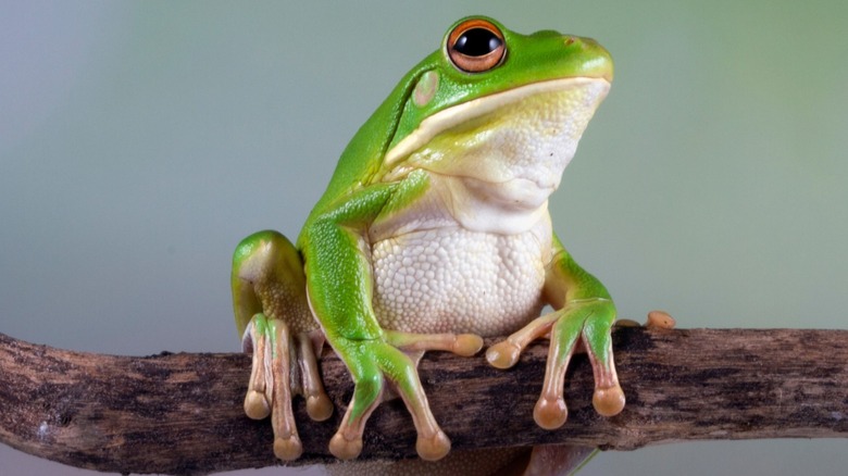 A green tree frog