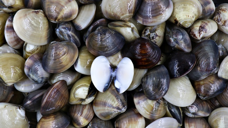A closed up picture of various clam types