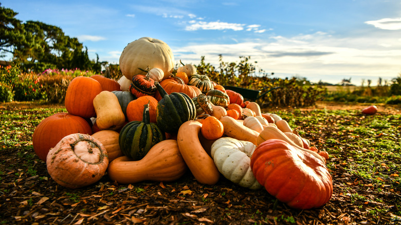 Variety of pumpkins