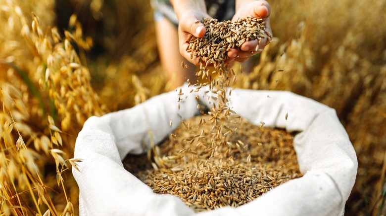 Hands releasing grain into bag