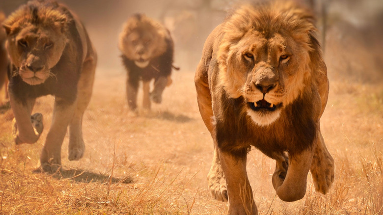 lions running across plain