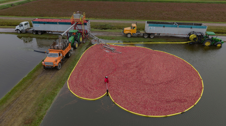 Wisconsin cranberry bogs
