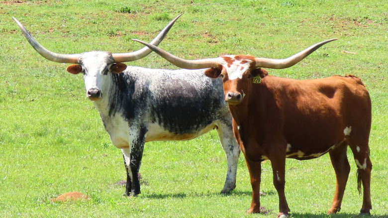 Two Texas longhorn cattle standing on grass