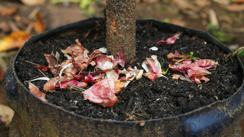 Onion peels on soil in a potted plant