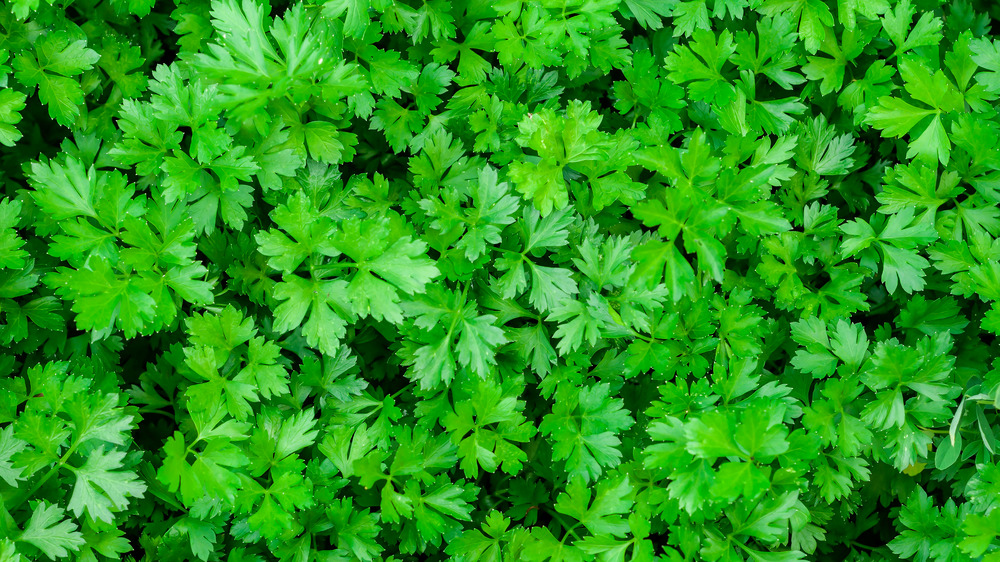 parsley