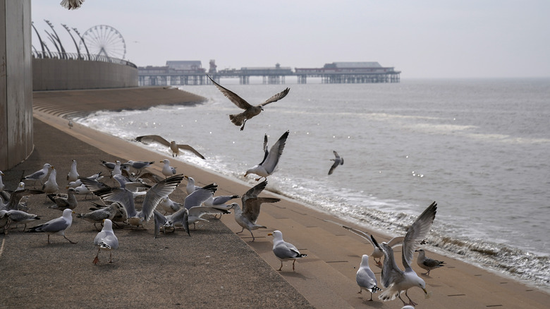 A flock of seagulls at beach