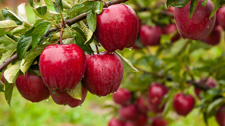 Apples on an apple tree