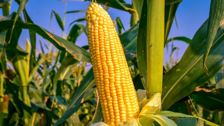 Corn growing in field