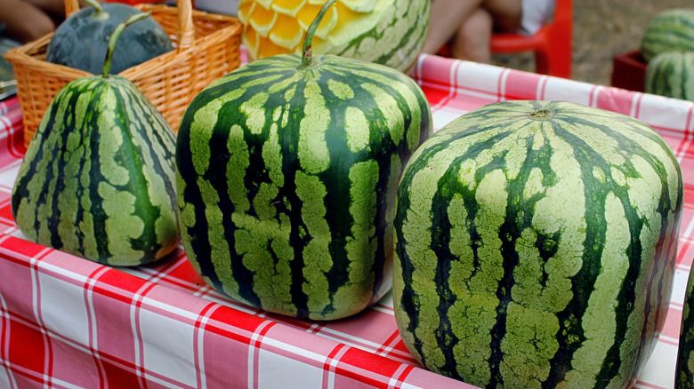 Varieties of watermelon