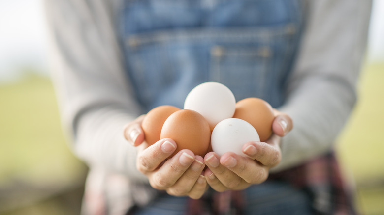 eggs in someone's hands