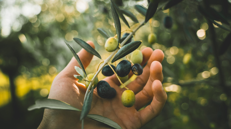 Olive tree
