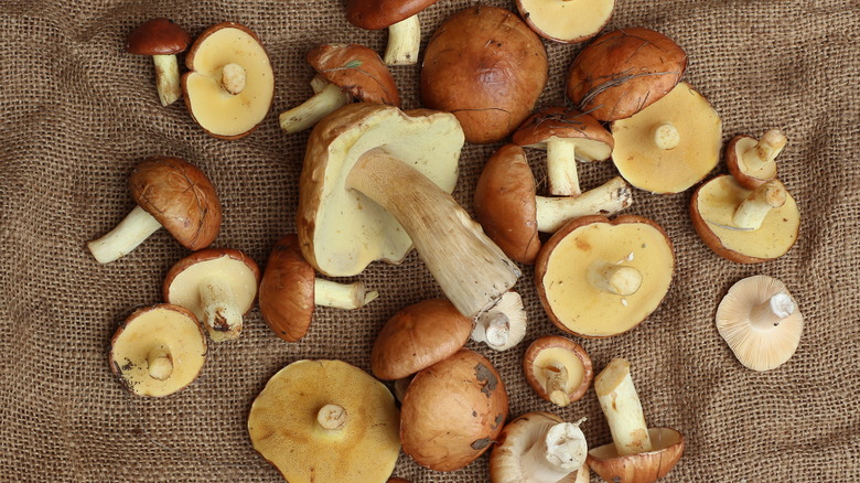 Mushrooms on a burlap background