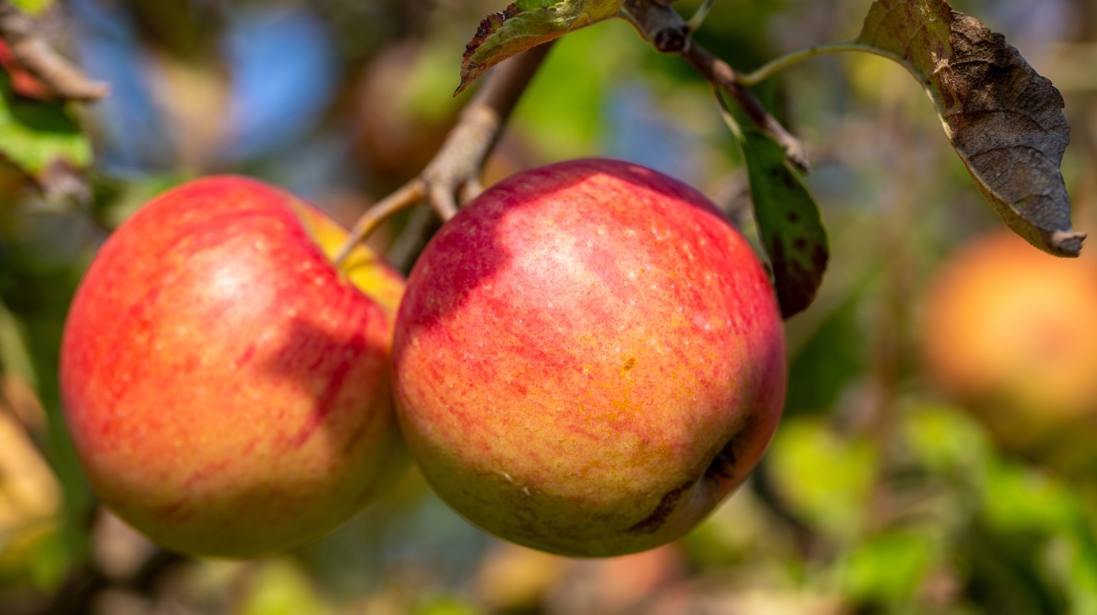 what-are-baldwin-apples-and-what-do-they-taste-like
