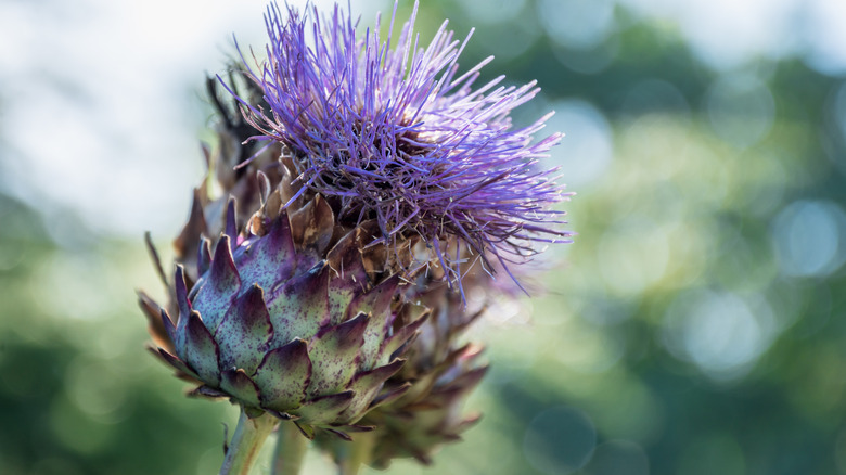 wild cardoon plant with purple flower buds