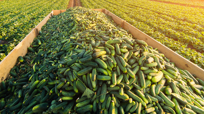 What Are Cornichons, and What Do They Taste Like?