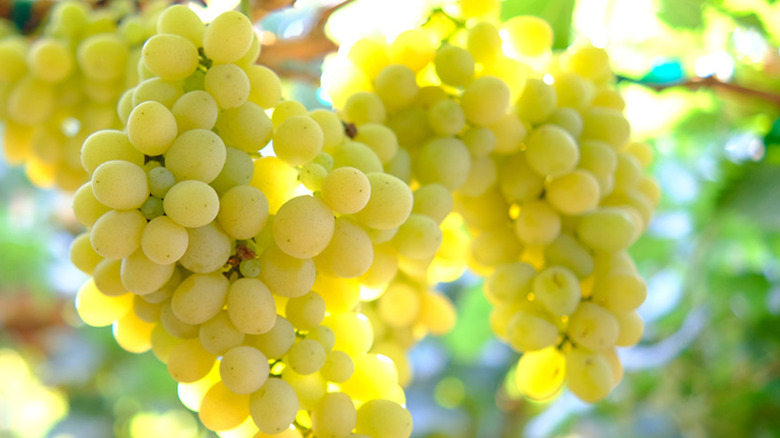 Cotton Candy grapes